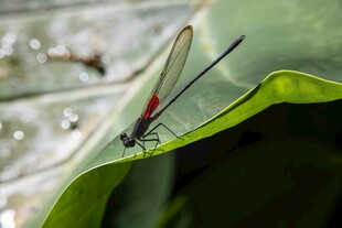 红蜻蜓停于绿叶之上