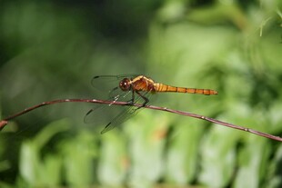 栖息于枝的橙红色蜻蜓
