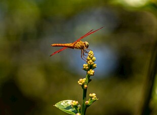 红蜻蜓停于绿植顶端
