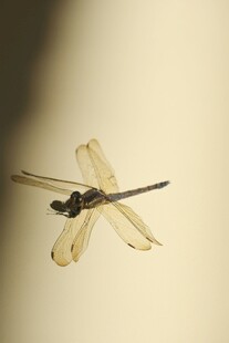 干枯蜻蜓标本
