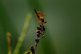 枝头停驻的多彩蜻蜓