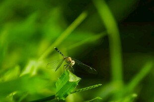 绿叶上的小巧昆虫