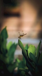 绿叶上的精致小蜻蜓
