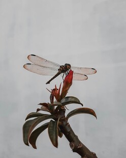 红蜻蜓停驻植物枝梢