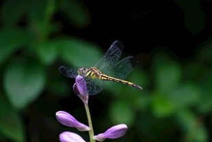 紫花上的蜻蜓
