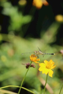 蜻蜓停驻在明艳小黄花上