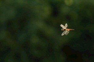 空中飞舞的美丽小蜻蜓