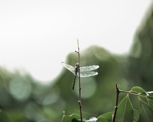 枝头蜻蜓自然清新一刻