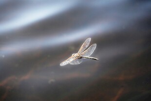 水面上的透明蜻蜓