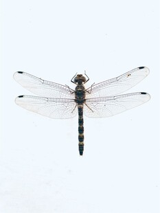 单只蜻蜓特写