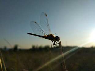 夕阳下的蜻蜓停驻瞬间