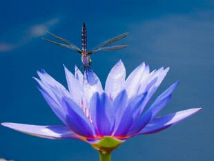 蓝莲上的蜻蜓