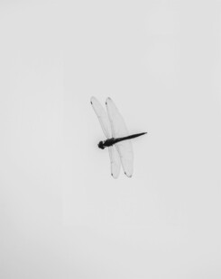 空中飞舞的黑翅蜻蜓