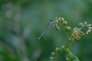 蓝蜻蜓停驻绿植枝头