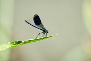 蓝黑豆娘静立绿叶