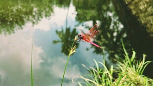 池塘边的红蜻蜓
