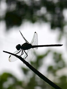 栖息枝头的优雅黑蜻蜓