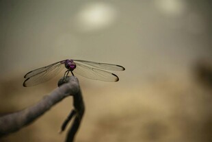 枝头停驻的精致红蜻蜓