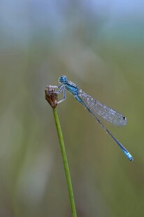蓝蜻蜓停驻于植物顶端
