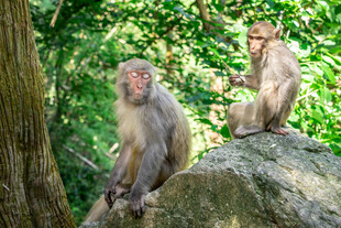 岩石上的两只猴子