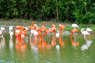 火烈鸟群于水边优雅觅食