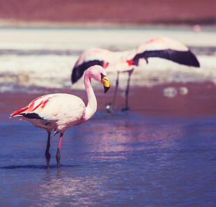 浅滩上的优雅火烈鸟