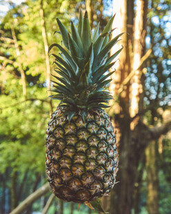 悬挂的新鲜菠萝