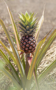 生长中的新鲜菠萝植株