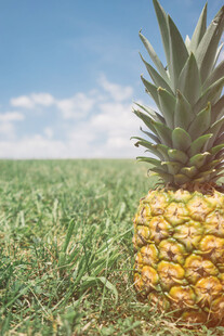 草地上的新鲜菠萝
