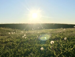 阳光下的蒲公英草地