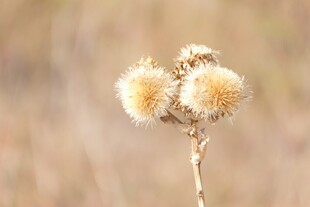 干枯蓟花特写