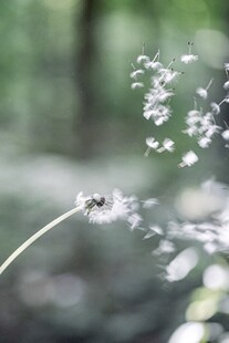 风中飘散的蒲公英