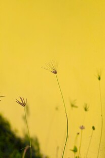 金黄背景下的纤细草株