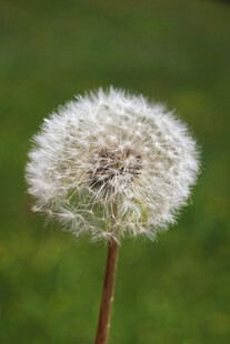 蒲公英特写