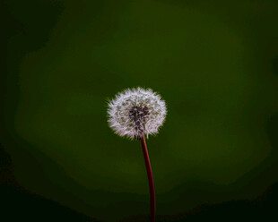 孤独蒲公英