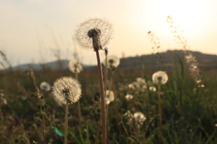 夕阳下的蒲公英草地