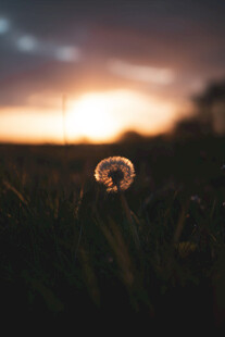 夕阳下的蒲公英