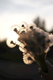 夕阳下的蓬松蒲公英花束