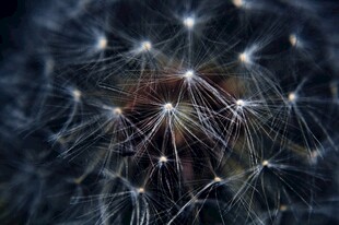 微距下的蒲公英种子细节