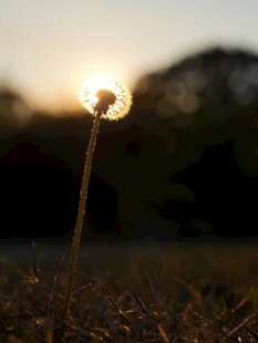 夕阳下的蒲公英