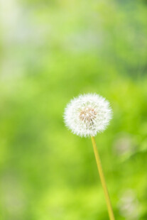 阳光下独立的蒲公英