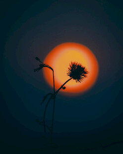 夕阳下的两株植物剪影