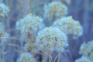 白色绒球花卉特写