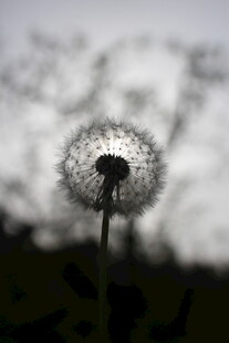 阳光下的蒲公英