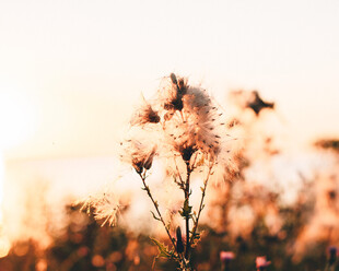 夕阳下的蒲公英绽放