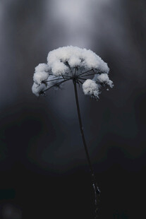 雪中孤花