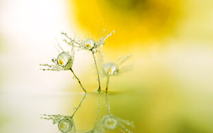 清新水中小花特写
