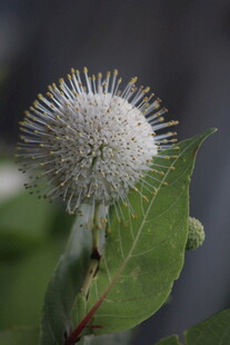 白色绒球花朵特写
