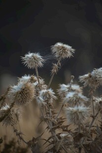 干枯植物特写
