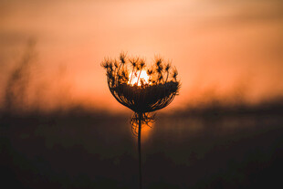 夕阳下的蒲公英花